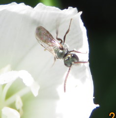 Lasioglossum impavidum