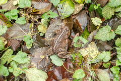 Anaxyrus boreas boreas