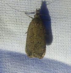 Dichomeris ventrellus