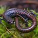 Oregon Slender Salamander - Photo (c) corndog, some rights reserved (CC BY-NC), uploaded by corndog
