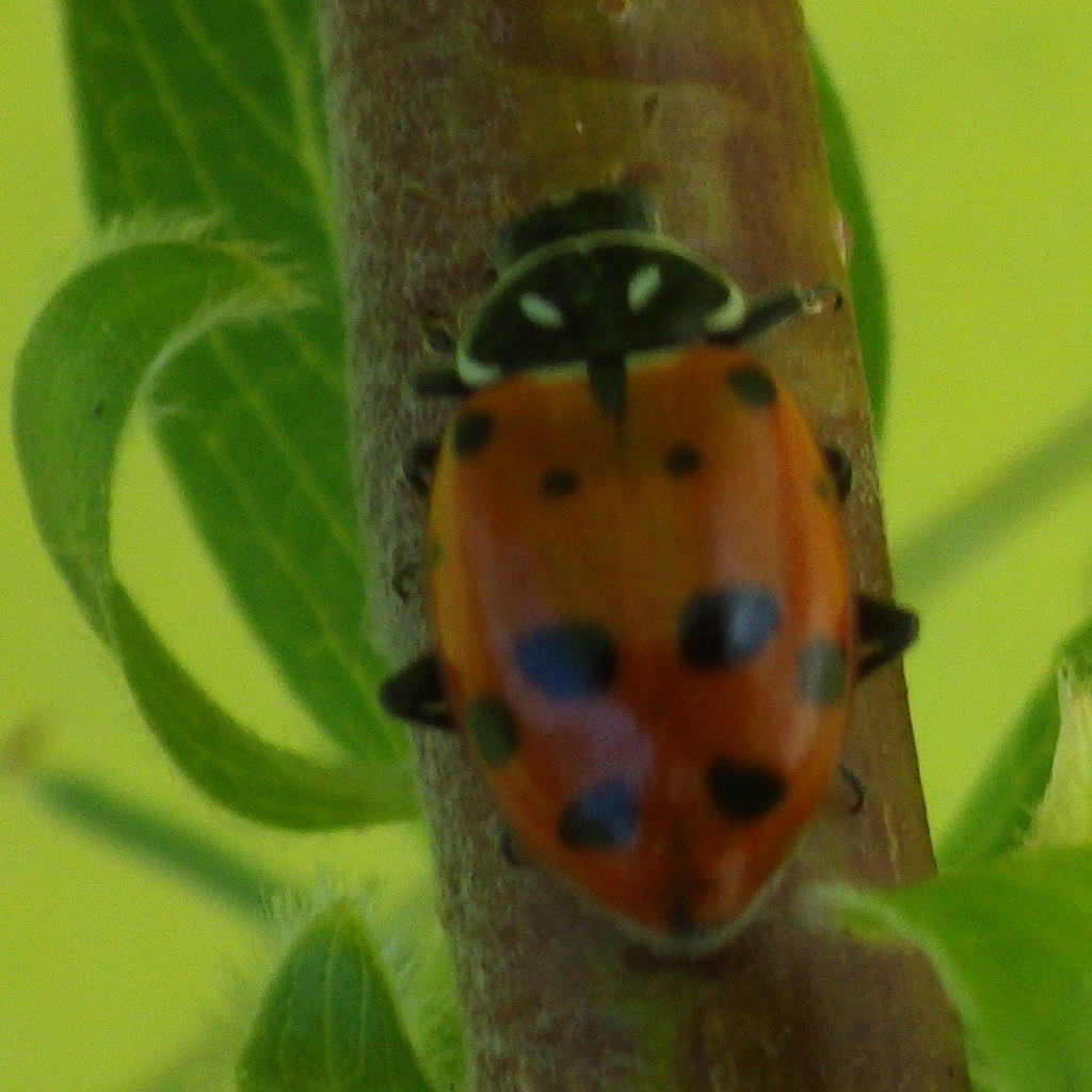 convergent-lady-beetle-from-university-district-spokane-wa-usa-on