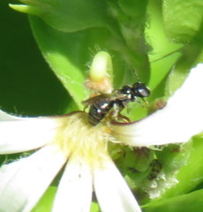 Ceratina dentipes