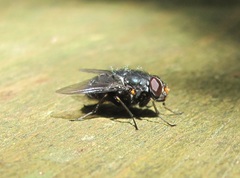 Calliphoroides antennatis