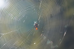 Micrathena glyptogonoides
