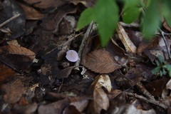 Pseudobaeospora murrillii