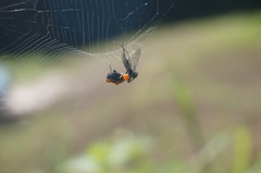 Micrathena glyptogonoides