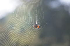 Micrathena glyptogonoides