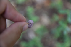 Pseudobaeospora murrillii