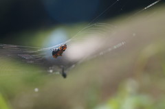 Micrathena glyptogonoides