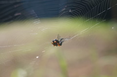Micrathena glyptogonoides
