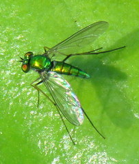 Chrysosoma globiferum