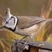 Crested Tit - Photo (c) Paolo, some rights reserved (CC BY), uploaded by Paolo