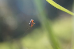 Micrathena glyptogonoides