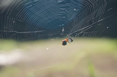 Micrathena glyptogonoides