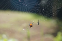Micrathena glyptogonoides