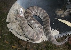Acanthophis antarcticus