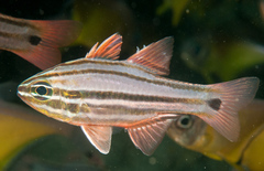 Four-Banded Soldierfish photo 1