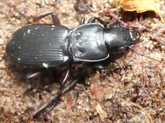 Plocamostethus planiusculus