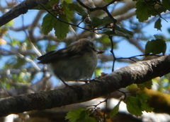 Acanthisitta chloris