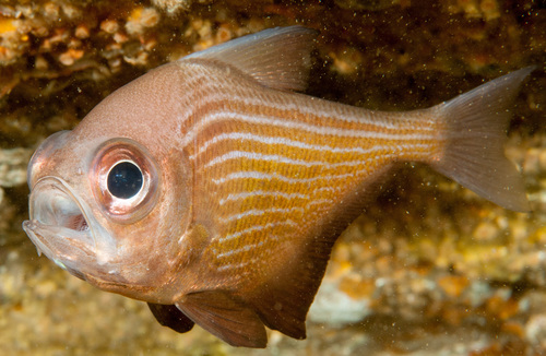 Bigscale bullseye (Pempheris multiradiata) — Pempheridae — 3