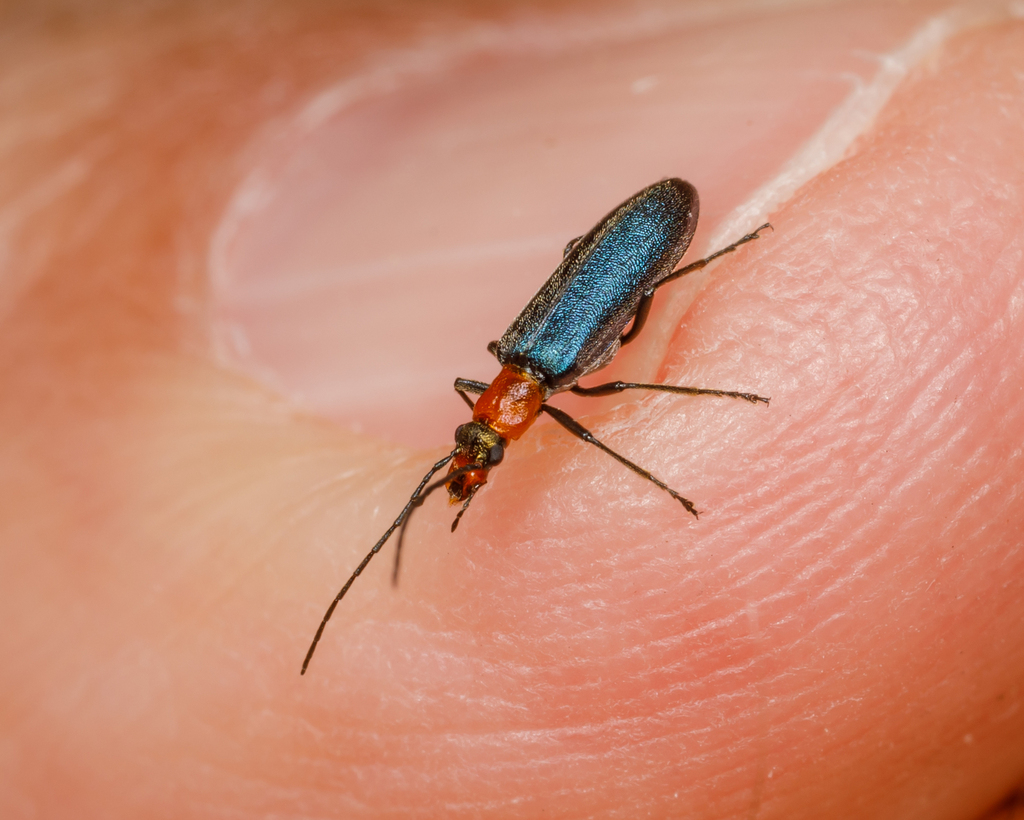 Repanda False Blister Beetle