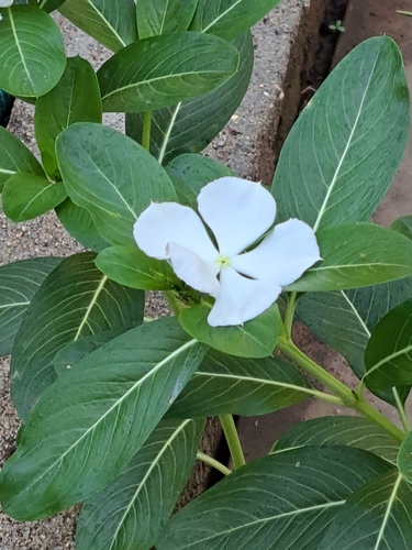 Catharanthus roseus image