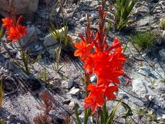 Watsonia stenosiphon