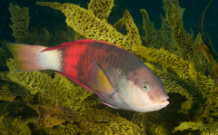Crimson Banded Wrasse photo 3
