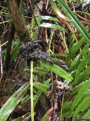 Uroplatus phantasticus
