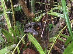 Uroplatus phantasticus