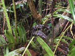 Uroplatus phantasticus