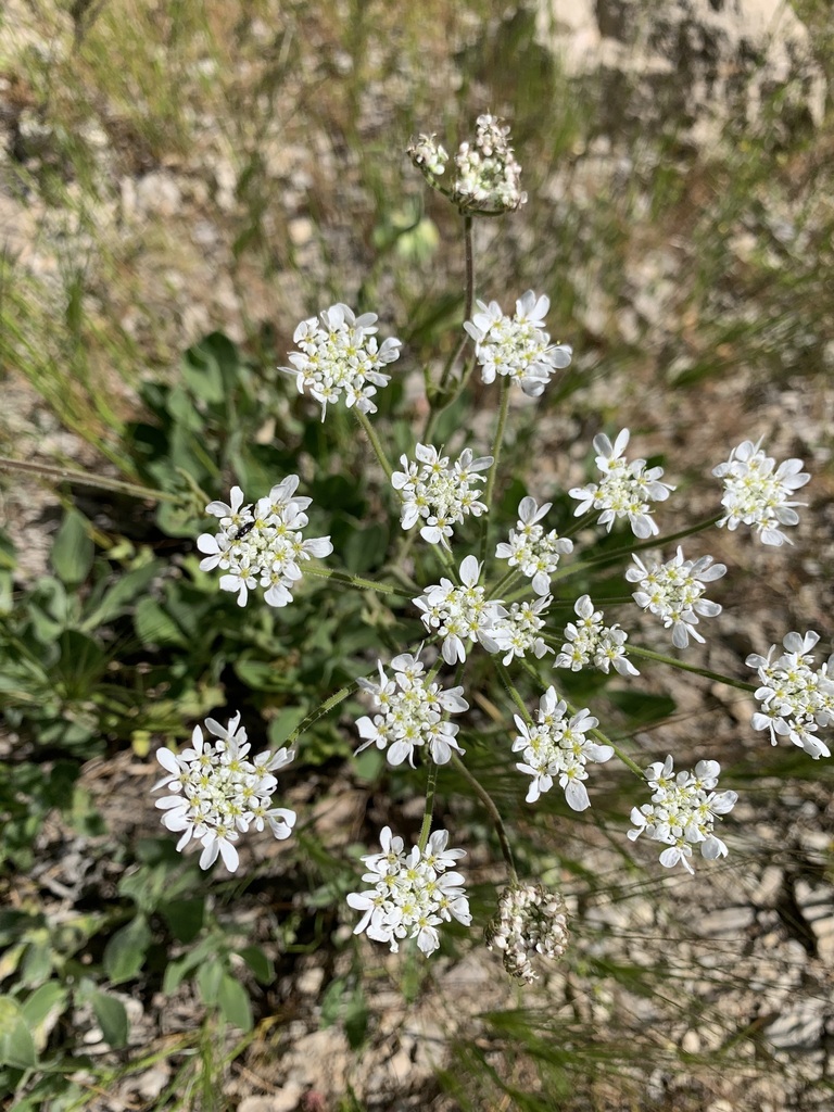 Trigonosciadium viscidulum