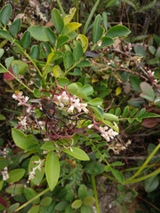 Cuscuta japonica