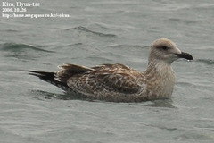 Larus fuscus heuglini