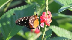 Heliconius hecale zuleika