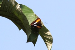 Adelpha cocala lorzae