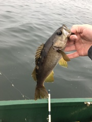 Sebastes serranoides