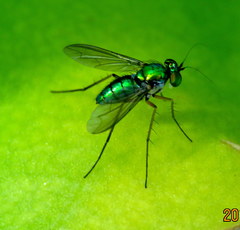 Chrysosoma globiferum