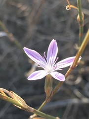 Dianthus strictus