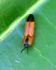 Melanoxanthus melanocephalus