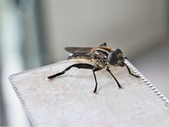 Orthoprosopa bilineata