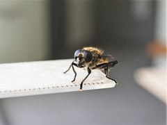 Orthoprosopa bilineata