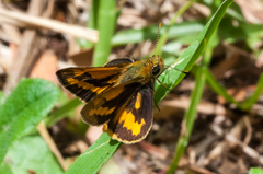 Ocybadistes walkeri sothis