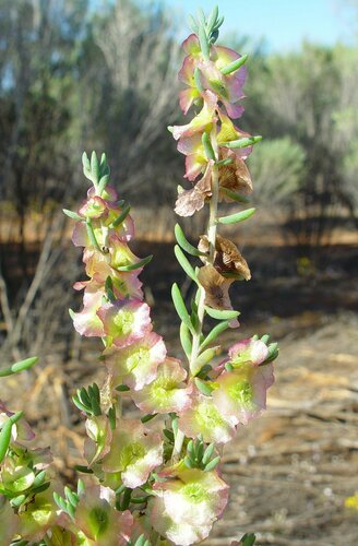 Maireana georgei (Diels) Paul G.Wilson