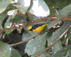 Euphonia luteicapilla
