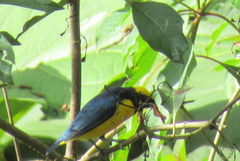 Euphonia luteicapilla
