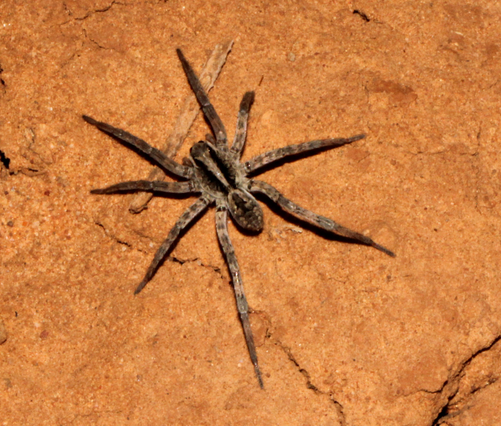 UnionJack Wolf Spiders from Bowra Back Dam, Cunnamulla QLD 4490