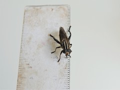 Orthoprosopa bilineata