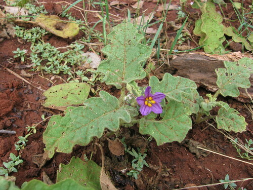 Solanum eremophilum