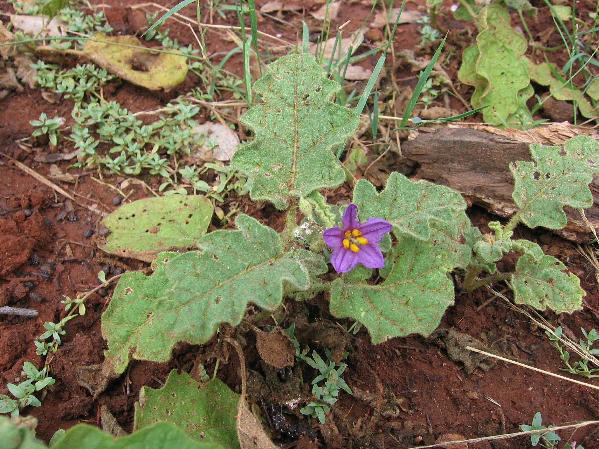 Solanum eremophilum